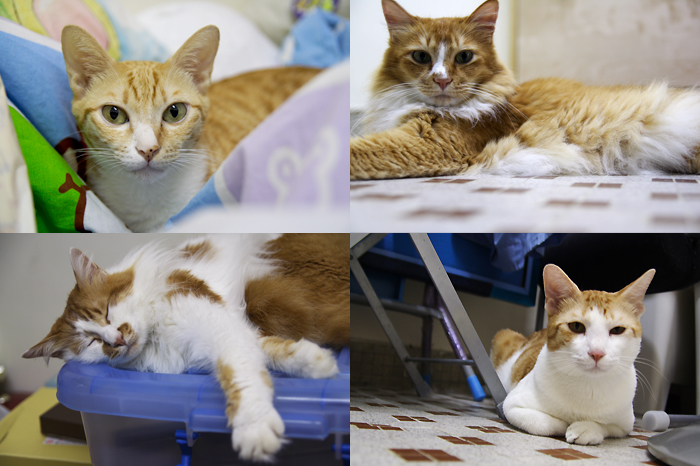 4cats.jpg