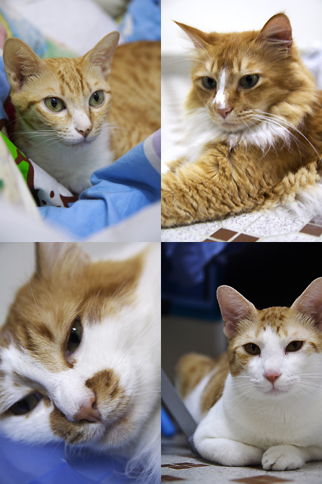 4cats2.jpg